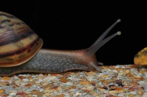 Closeup of garden snail with a striped shell on sand stone floor. A large brown mollusk with a brown striped shell. Macro of Roman snail head with antenna. photo