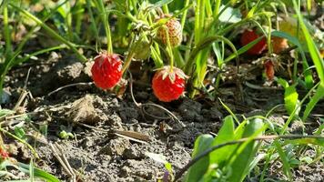 rijp rood klein aardbeien Aan groen struiken. zonnig zomer dag. video