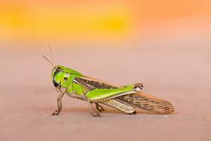Green grasshopper standing and blurry background. photo