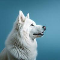 retrato de un blanco Samoyedo perro en un azul antecedentes. ai generativo foto