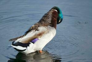 Cute Water Bird at Local Public Park's Lake of Bedford City of England Great Britain, UK. Image Was Captured on April 22nd, 2023 photo