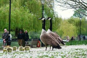 People are Enjoying Warm Day at Bedford City Park, England Great Britain UK. Image Captured on April 22nd, 2023 photo