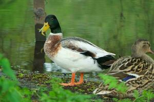 Cute Water Bird at Local Public Park's Lake of Bedford City of England Great Britain, UK. Image Was Captured on April 22nd, 2023 photo