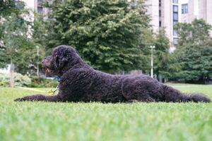 Cute Pet Dog is Posing in a Local Public Park of London city of England Great Britain UK, May 23rd, 2023 photo