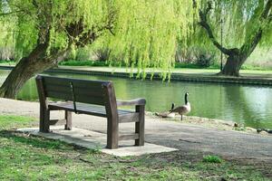 linda agua pájaro a local público del parque lago de Bedford ciudad de Inglaterra genial Bretaña, Reino Unido. imagen estaba capturado en abril 22, 2023 foto