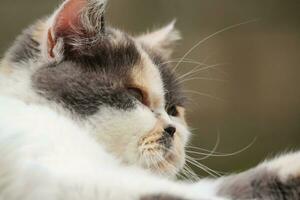 Persian Breed Cat is Posing in a Home Garden at Luton Town of England UK photo