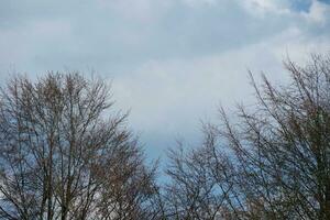 Beautiful Low Angle View of Trees and Plants at Countryside of Luton England UK. April 17th, 2023 photo