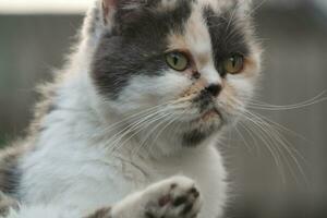 Cute Persian Cat is Posing in a Home Garden at Luton Town of England UK photo