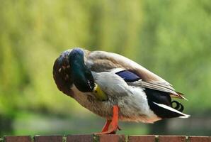 Cute Water Bird at Local Public Park's Lake of Bedford City of England Great Britain, UK. Image Was Captured on April 22nd, 2023 photo