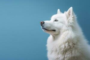 retrato de un blanco Samoyedo perro en un azul antecedentes. ai generativo foto