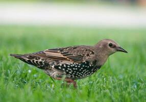 muy linda pequeño pájaro a aniversario jardines parque a Londres ojo, Westminster, central Londres capital ciudad de Inglaterra Reino Unido. imagen estaba capturado en agosto 2do, 2023 foto