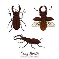 Stag beetle set. Hand-drawn colorful horned insects vector