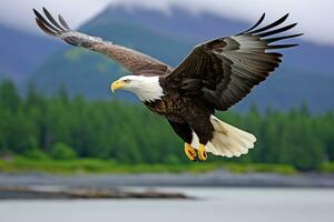 americano calvo águila en vuelo. calvo águila Haliaeetus leucocéfalo en vuelo. ai generativo foto