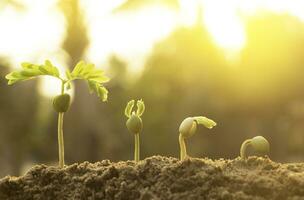 Seed plants are growing.They are growing step by step.One has root and grow under the soil and the other seed has leaves.They are growing among sunlight.Photo new life and  growing concept. photo