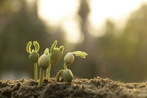 las plantas de semillas están creciendo. están creciendo paso a paso. una tiene raíz y crece bajo el suelo y la otra semilla tiene hojas. están creciendo entre la luz del sol. foto nueva vida y concepto de crecimiento.