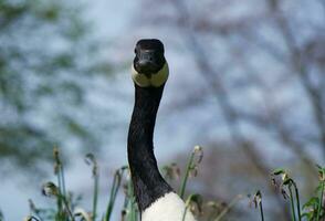 Cute Water Bird at Local Public Park's Lake of Bedford City of England Great Britain, UK. Image Was Captured on April 22nd, 2023 photo