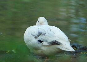 Cute Water Bird at Local Public Park's Lake of Bedford City of England Great Britain, UK. Image Was Captured on April 22nd, 2023 photo