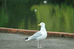 Cute Water Bird at Local Public Park's Lake of Bedford City of England Great Britain, UK. Image Was Captured on April 22nd, 2023 photo