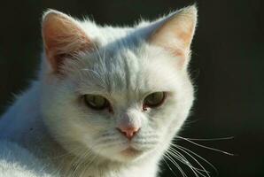 Persian Breed Cat is Posing in a Home Garden at Luton Town of England UK photo