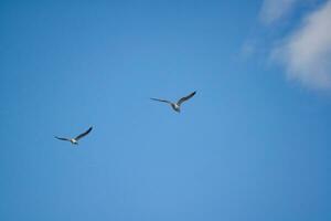 Bird at Local Public Park's Lake of Bedford City of England Great Britain, UK photo