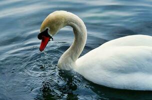 Most Beautiful Image of White British Swan in the Lake of Milton Keynes England UK. photo