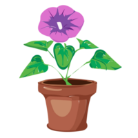 Morning Glory flower transparent background,Ai Generative png