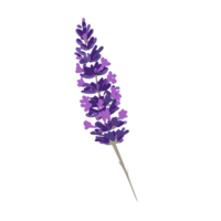 lavanda flor transparente fondo generativo png