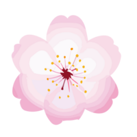 körsbär blomma blomma transparent bakgrund,ai generativ png