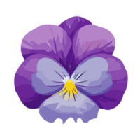 Pansy flower transparent background,Ai generative png