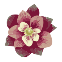 Columbine flower transparent background,Ai Generative png