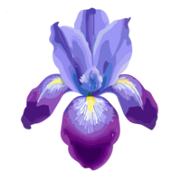 Iris flower transparent background,Ai Generative png