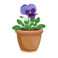 Pansy flower transparent background,Ai generative png