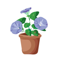 Morning Glory flower transparent background,Ai Generative png