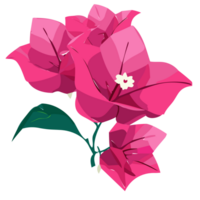 Bougainvillea flower transparent background,Ai Generative png