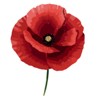 coquelicot fleur transparent arrière-plan, ai génératif png