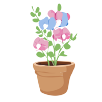 Sweet Pea flower transparent background,Ai Generative png