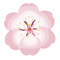 ciliegia fiorire fiore trasparente sfondo, ai generativo png
