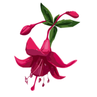 Fuchsie Blume transparent Hintergrund, ai generativ png