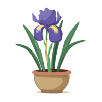 Iris flower pot transparent background,Ai Generative png