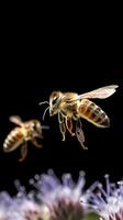 Close up of honey bee collecting pollen on purple flower isolated on black background. AI generative photo