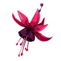 fuchsia fleur transparent arrière-plan, ai génératif png