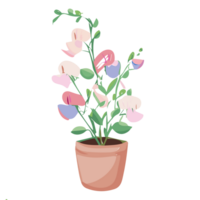 Sweet Pea flower transparent background,Ai Generative png