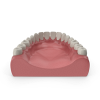 mandibolare umano gomma e denti. medico preciso dente 3d illustrazione, bocca gomma e denti. medico preciso dente 3d illustrazione png