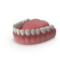 mandibulaire Humain gencive et dents. médicalement précis dent 3d illustration, bouche gencive et dents. médicalement précis dent 3d illustration png