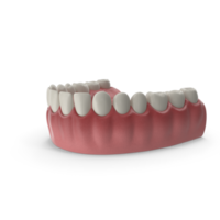 mandibolare umano gomma e denti. medico preciso dente 3d illustrazione, bocca gomma e denti. medico preciso dente 3d illustrazione png
