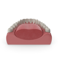 mandibulaire Humain gencive et dents. médicalement précis dent 3d illustration, bouche gencive et dents. médicalement précis dent 3d illustration png