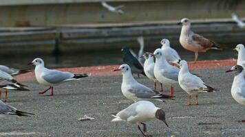 Seagull Birds on Concrete Floor Near Water Canal Footage. video