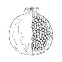 Hand drawn sketch style pomegranate isolated on white background. Cutting fruit vector