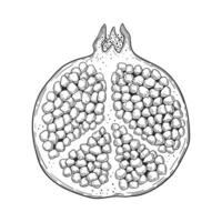 Vector hand drawn sketch pomegranate isolated on white background. Half of fruit design