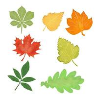 Collection of vector autumn colored leaves isolated on white background. Autumn leaves for the design of greeting cards, holiday banners and posters.